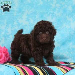 Chess, Toy Poodle Puppy